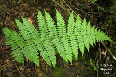 Dryoptre  ailes recourbes - Dryopteris campyloptera 4 m10