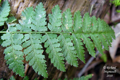 Dryoptre  ailes recourbes - Dryopteris campyloptera 5 m10