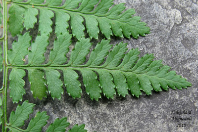 Dryoptre  ailes recourbes - Dryopteris campyloptera 6 m10