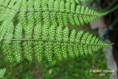 Dryoptre  ailes recourbes - Dryopteris campyloptera 7 m10