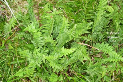 Dryoptre  crtes - Crested wood fern - Dryopteris cristata 1 m10