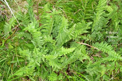 Dryoptère à crêtes - Crested wood fern - Dryopteris cristata 1 m10