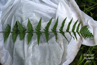 Dryoptre  crtes - Crested wood fern - Dryopteris cristata 2 m10