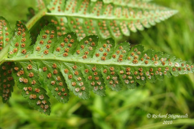 Dryoptre  crtes - Crested wood fern - Dryopteris cristata 4 m10