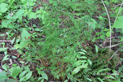 Dryoptre de Carthus - Tooted wood fern - Dryopteris carthusiana 1m9