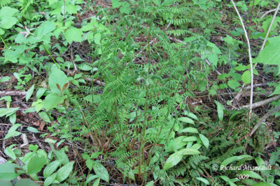 Dryoptère de Carthus - Tooted wood fern - Dryopteris carthusiana 1m9