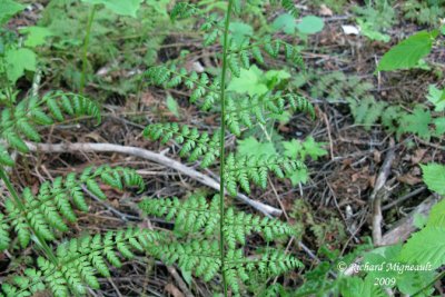 Dryoptre de Carthus - Tooted wood fern - Dryopteris carthusiana 2m9