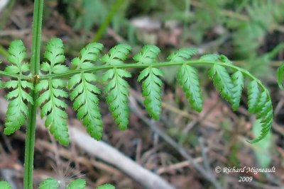 Dryoptre de Carthus - Tooted wood fern - Dryopteris carthusiana 3m9