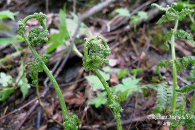 Dryoptère intermédiaire - Evergreen wood fern - Dryopteris intermedia 2 m9