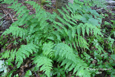Dryoptre intermdiaire - Evergreen wood fern - Dryopteris intermedia 3 m9