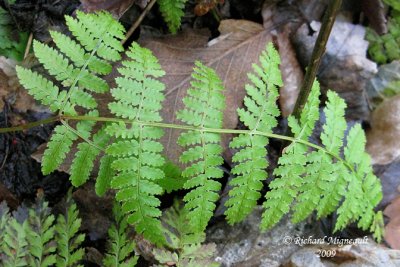 Dryoptre intermdiaire - Evergreen wood fern - Dryopteris intermedia 4 m9