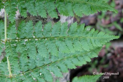 Dryoptère intermédiaire - Evergreen wood fern - Dryopteris intermedia 5 m9
