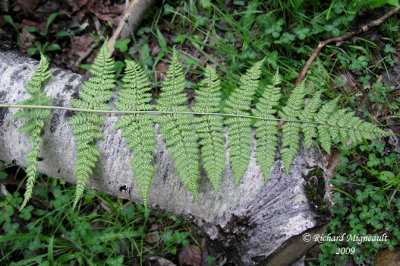Dryoptère intermédiaire - Evergreen wood fern - Dryopteris intermedia 6 m9