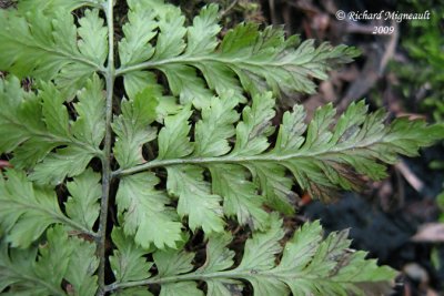 Dryoptre intermdiaire - Evergreen wood fern - Dryopteris intermedia 8 m9