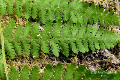 Fougre  foin - Hay-sented fern - Dennstaedtia punctilobula 3 m10