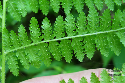 Fougre  foin - Hay-sented fern - Dennstaedtia punctilobula 5 m10