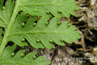 Fougre  foin - Hay-sented fern - Dennstaedtia punctilobula 6 m10