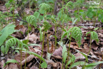 Fougère du hêtre - Northern beech fern - Phegopteris connectilis 1 m10