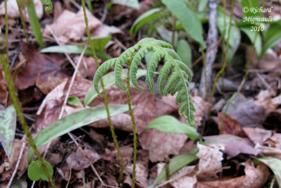 Fougre du htre - Northern beech fern - Phegopteris connectilis 2 m10