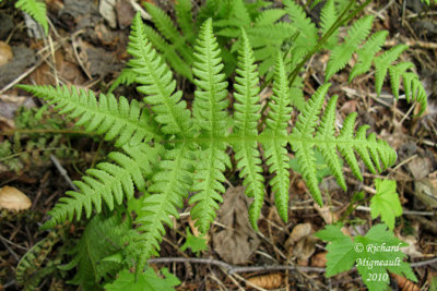 Fougre du htre - Northern beech fern - Phegopteris connectilis 4 m10