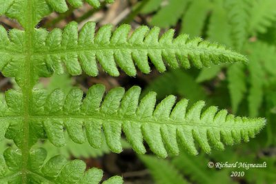 Fougre du htre - Northern beech fern - Phegopteris connectilis 5 m10