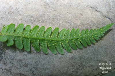 Fougre du htre - Northern beech fern - Phegopteris connectilis 7 m10