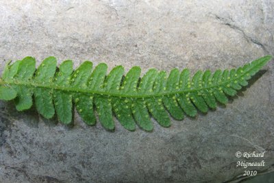 Fougère du hêtre - Northern beech fern - Phegopteris connectilis 7 m10