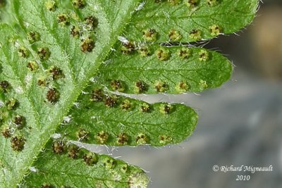 Fougre du htre - Northern beech fern - Phegopteris connectilis 8 m10