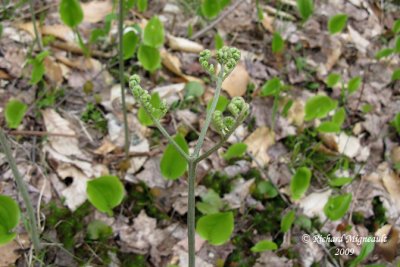 Fougre-aigle commune - Braken - Pteridium aquilinum 3m9