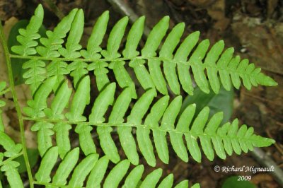 Fougère-aigle commune - Braken - Pteridium aquilinum 6m9