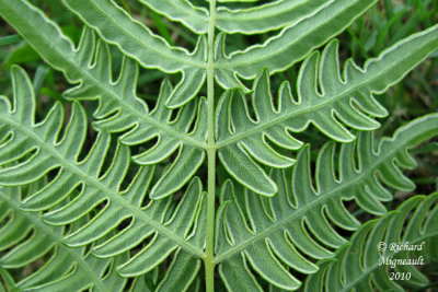 Fougère-aigle commune - Braken - Pteridium aquilinum 9 m10