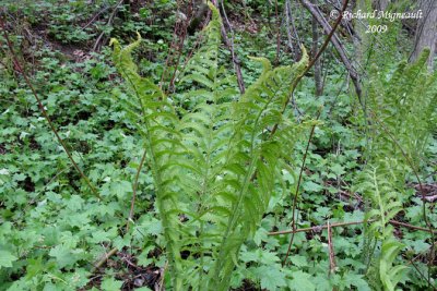 Fougre--lautruche - Ostrich fern - Matteuccia struthiopteris 3m9