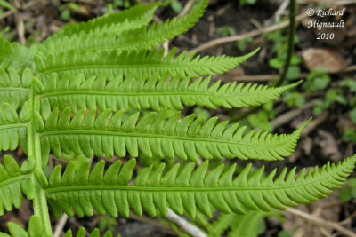 Fougre--lautruche - Ostrich fern - Matteuccia struthiopteris 5 m10