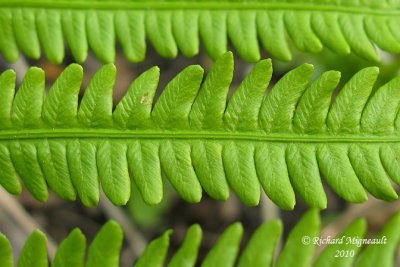 Fougère-à-lautruche - Ostrich fern - Matteuccia struthiopteris 6 m10