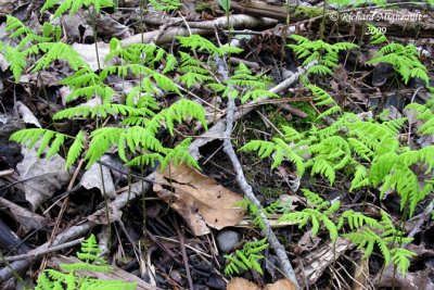 Gynmnocarpe fougre-du-chne - Oak-fern - Gymnocarpium dryopteris 2m9