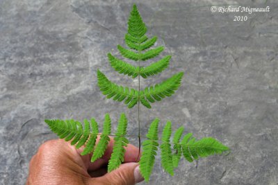 Gynmnocarpe fougre-du-chne - Oak-fern - Gymnocarpium dryopteris 3 m10