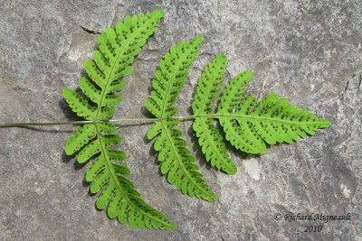 Gynmnocarpe fougère-du-chêne - Oak-fern - Gymnocarpium dryopteris 5 m10