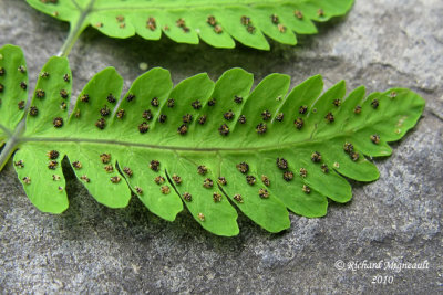 Gynmnocarpe fougre-du-chne - Oak-fern - Gymnocarpium dryopteris 6 m10