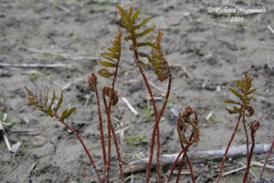 Onoclée sensible - sensitive fern - Onoclea sensibilis 3m9