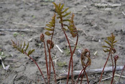 Onocle sensible - sensitive fern - Onoclea sensibilis 3m9