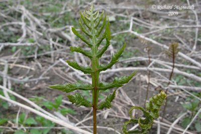 Onocle sensible - sensitive fern - Onoclea sensibilis 4m9