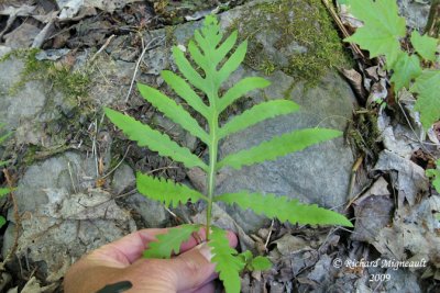 Onocle sensible - sensitive fern - Onoclea sensibilis 5m9