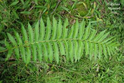 Osmonde canelle - Cinnamon fern - Osmunda cinnamomea 2 m10