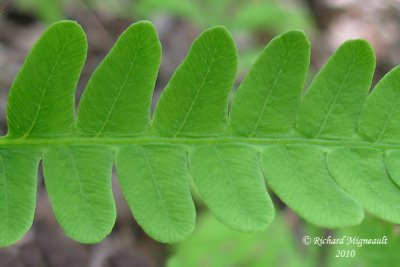 Osmonde canelle - Cinnamon fern - Osmunda cinnamomea 4 m10