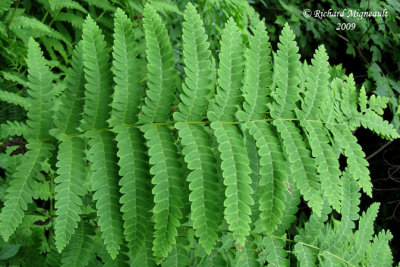 Osmonde de Clayton - Interrupted fern - Osmunda claytoniana 4m9