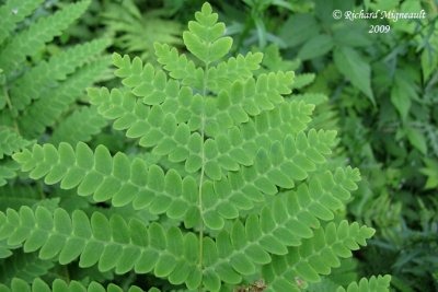 Osmonde de Clayton - Interrupted fern - Osmunda claytoniana 5m9