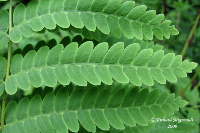 Osmonde de Clayton - Interrupted fern - Osmunda claytoniana 6m9