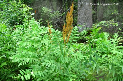 Osmonde royale - Royal fern - Osmunda regalis 1m8