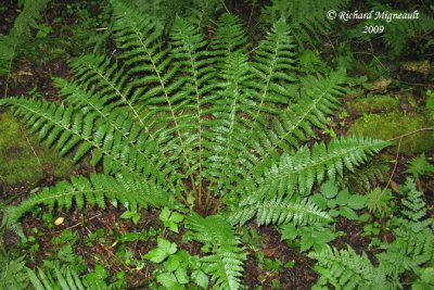 Polystic de Braun - Brauns holly fern - Polystichum braunii 1m9