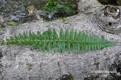 Polystic de Braun - Brauns holly fern - Polystichum braunii 2m9